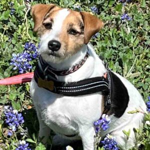Jackie - Duke's Legacy Jack Russell Terrier Living In Euless Tx United States