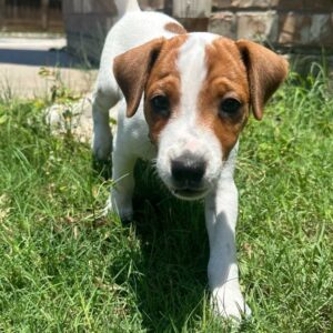 Abbey And Finley – Duke’s Legacy Jack Russell Terriers Living In Little Elm Texas