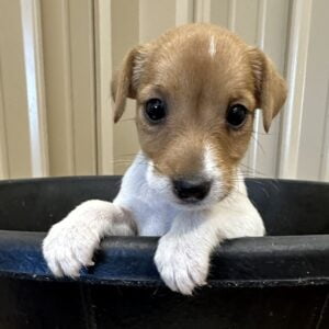 Smooth Coat Tan And White Female Jack Russell Terrier Puppy For Sale In Texas