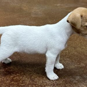 Smooth Coat Tan And White Female Jack Russell Terrier Puppy For Sale In Texas