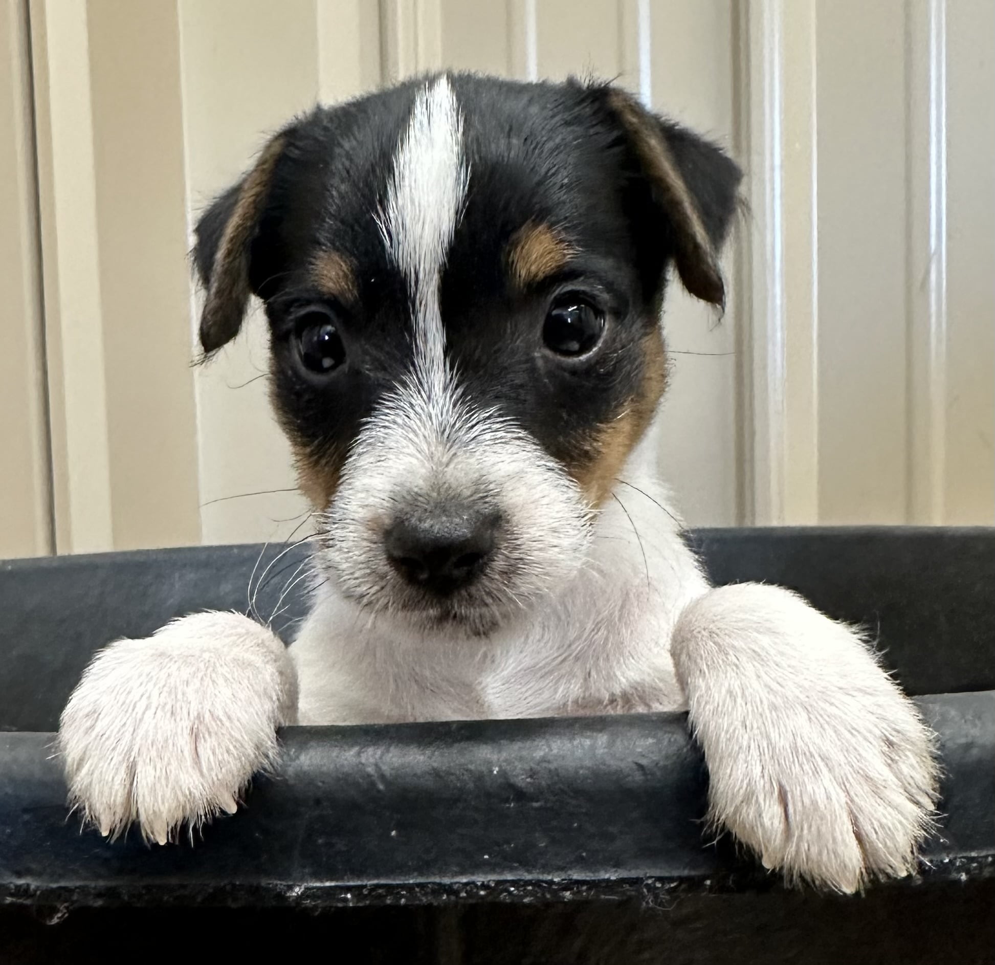 Brittany Male 1 – Tri Smooth Male Jack Russell Terrier Puppy For Sale