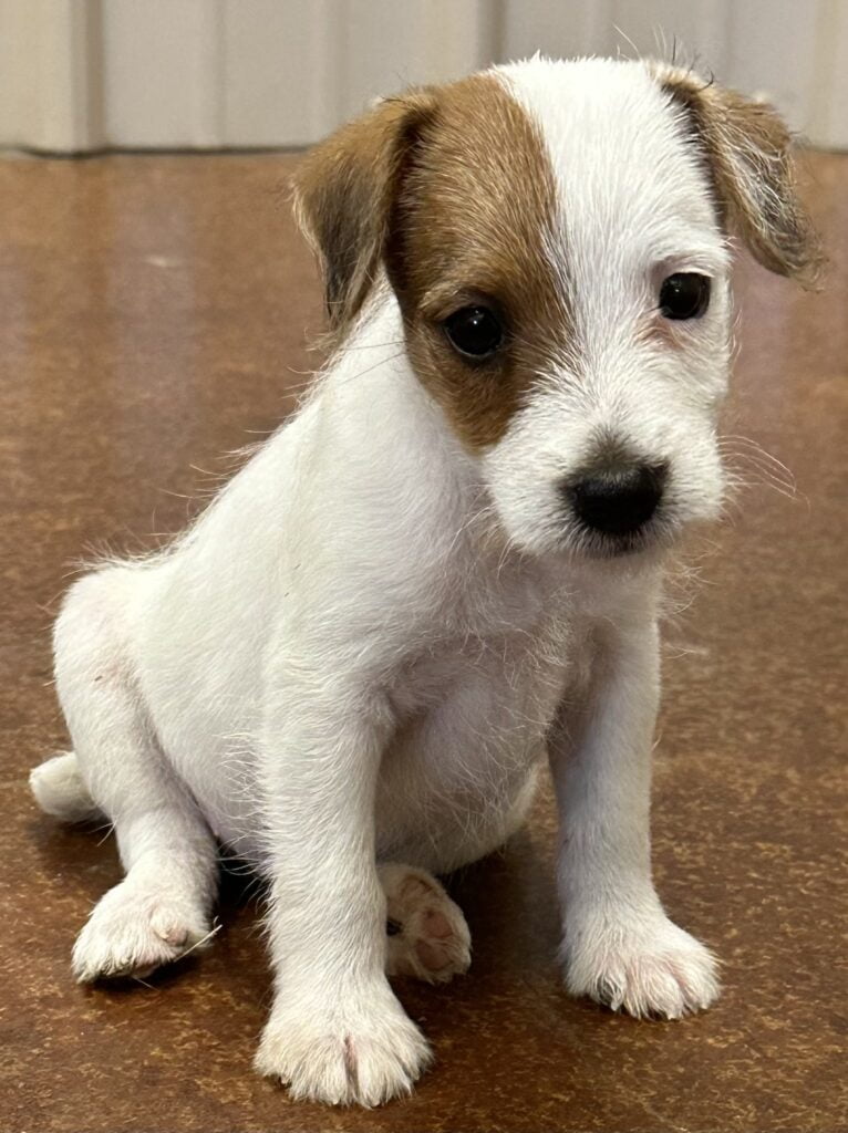 SOLD Brittany Male 2 Tri Broken Male Jack Russell Terrier Puppy For Sale Duke's Legacy