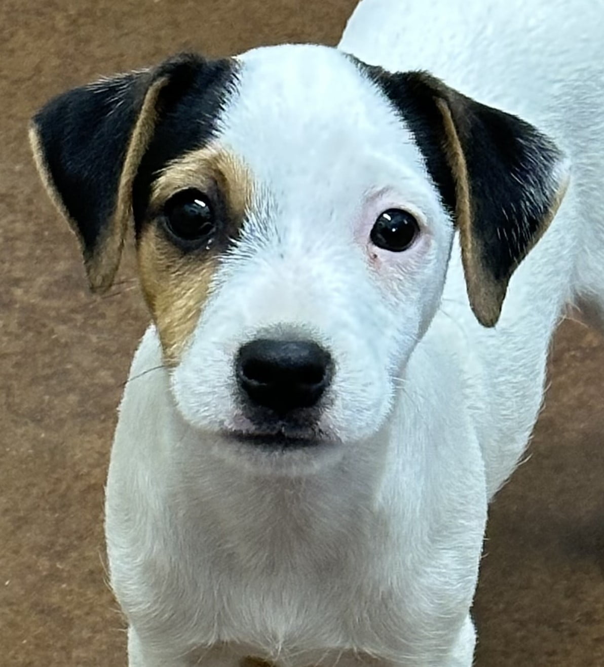 SOLD – Dyna Female 2 – Tri Broken Female Jack Russell Terrier Puppy For Sale