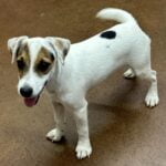 Jack Russell Terrier Puppy For Sale In Texas Oklahoma Kansas By Dukes Legacy JRT