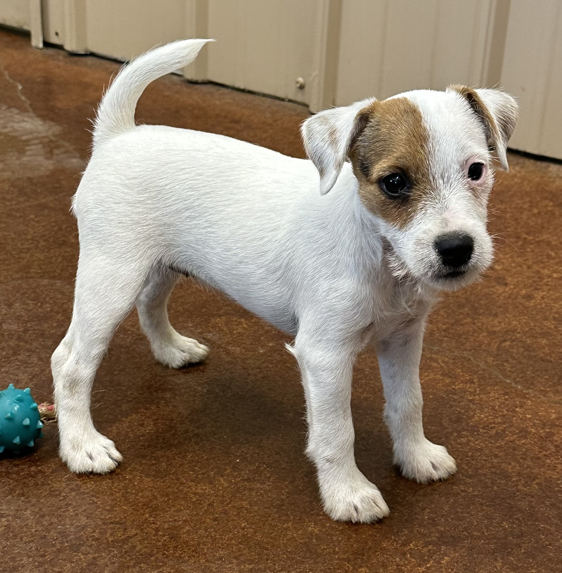 SOLD – Marley Female 1 – Tri Broken Female Jack Russell Terrier Puppy For Sale