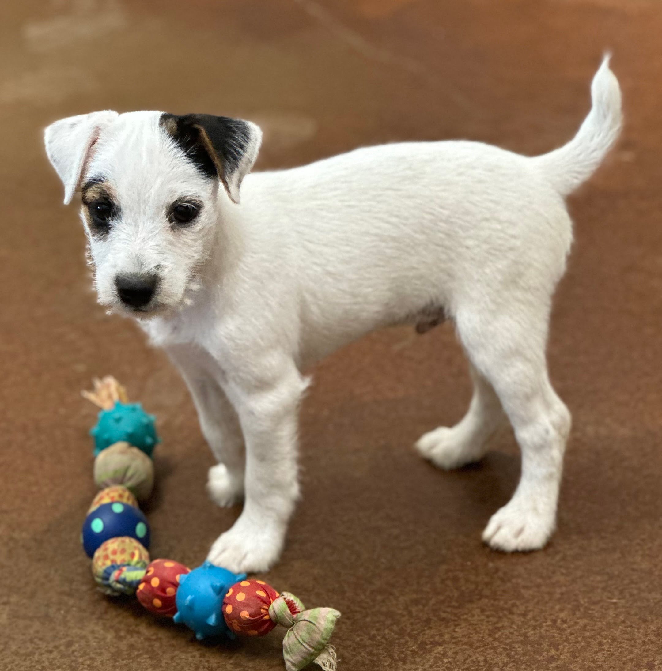 SOLD – Pirate – Marley Male 1 – Tri Broken Male Jack Russell Terrier Puppy For Sale Pete X Marley