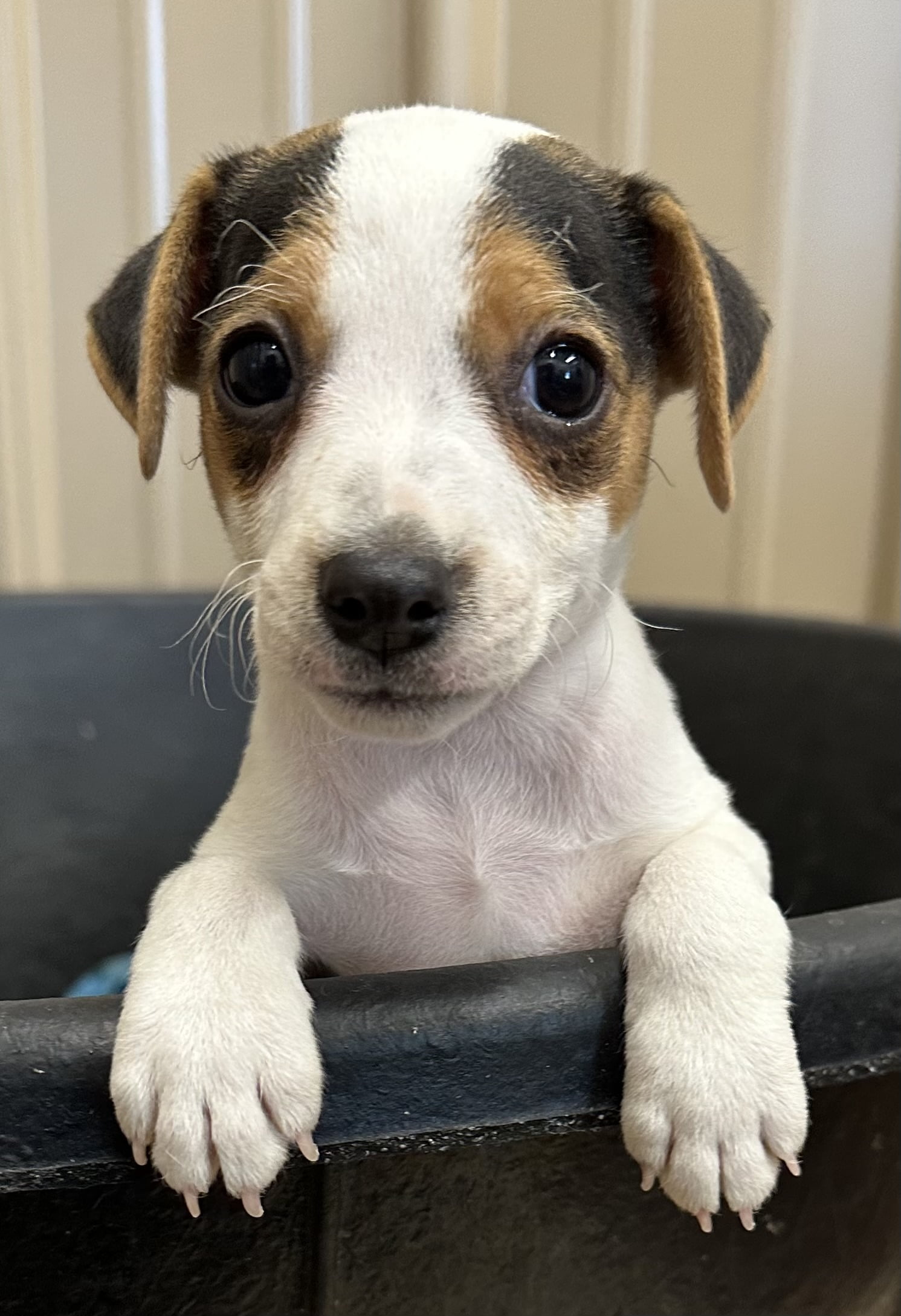 SOLD – Lulabelle – Tricolor Smooth Coat Female Jack Russell Terrier Puppy For Sale In Honey Grove Texas