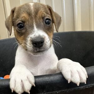 Russell Terrier Puppies For Sale, Jack Russell Terrier Puppies, Puppies For Sale In Texas, Russell Terrier Breeders In Texas