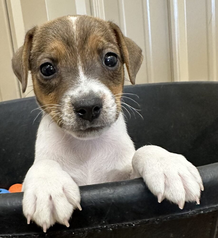 SOLD – Meet Rocket – Tricolor Smooth Coat Male Jack Russell Terrier Puppy For Sale In Honey Grove Texas
