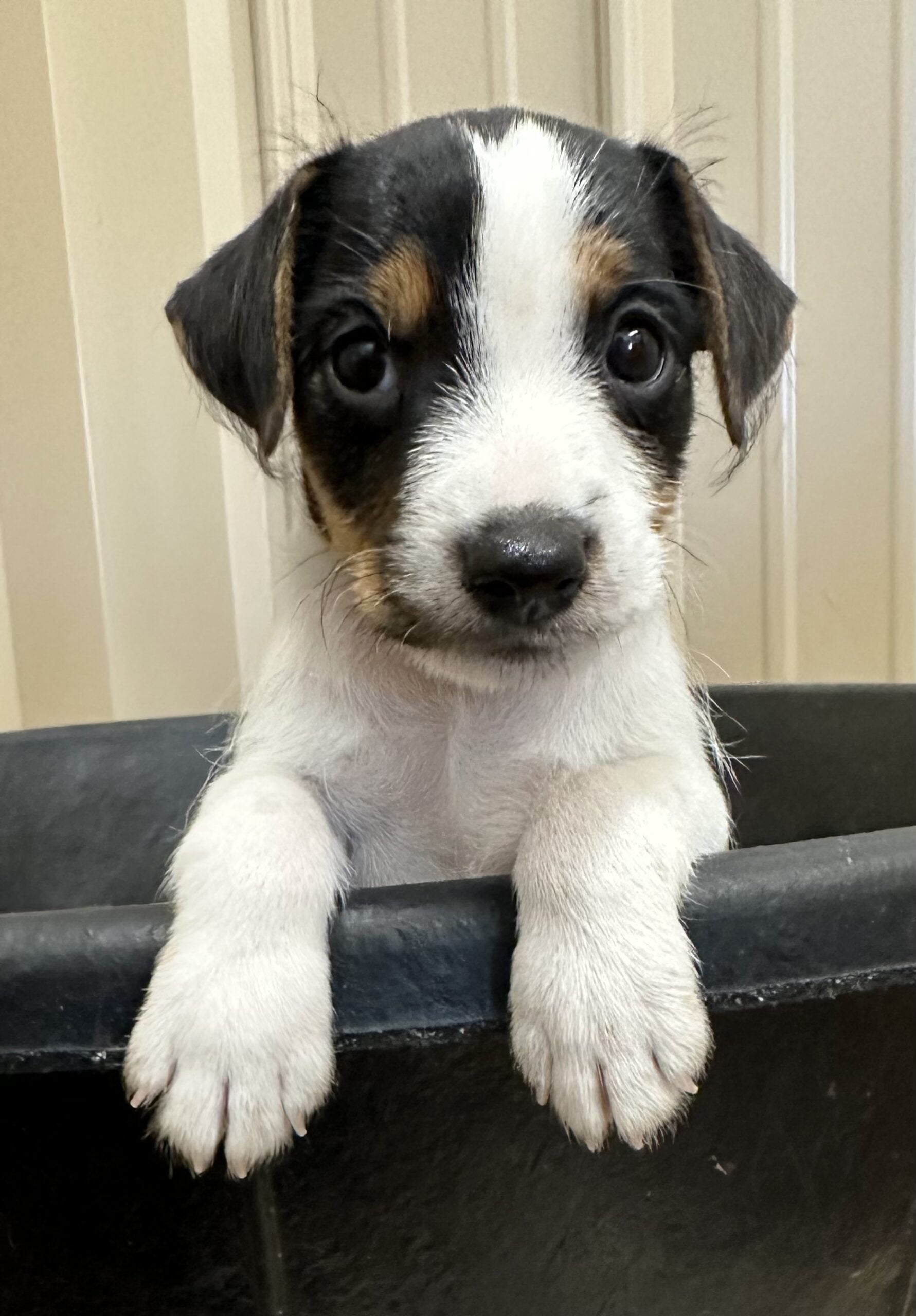 Waiting For Pupdate – Tri Broken Male Jack Russell Terrier Puppy