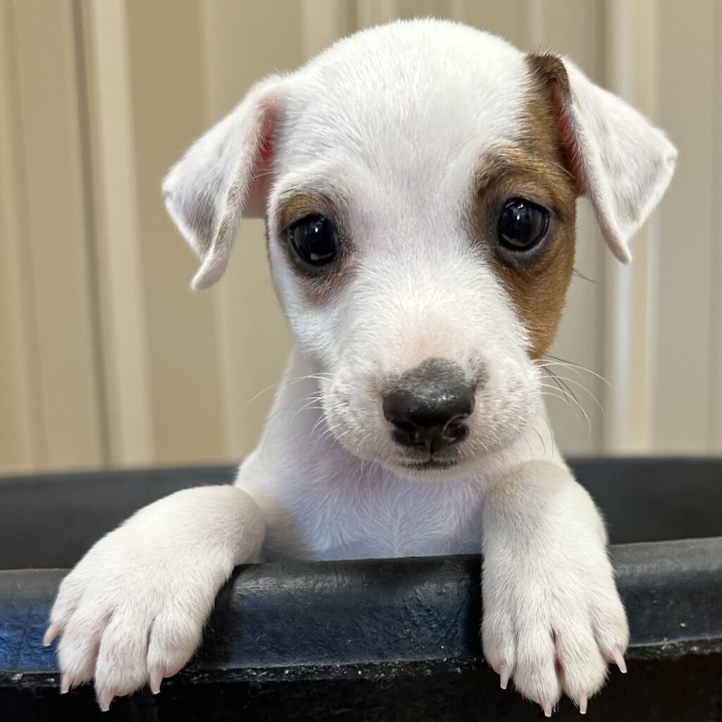 UPDATED - Petey - Tricolor Smooth Coat Male Jack Russell Terrier Puppy ...