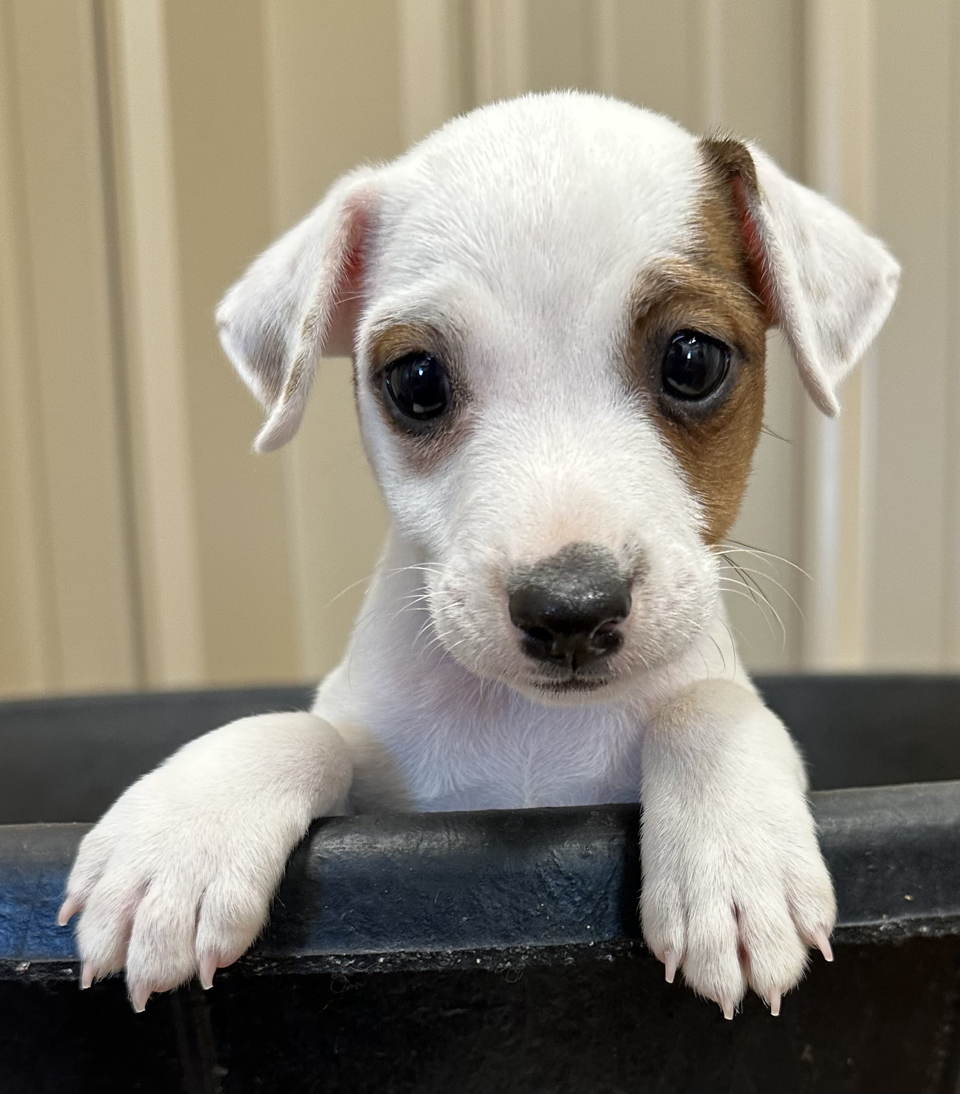 UPDATED – Petey – Tricolor Smooth Coat Male Jack Russell Terrier Puppy For Sale In Honey Grove Texas