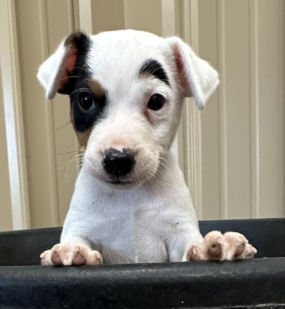 Jack Russell Terrier Puppy For Sale – Dallas Ft Worth Area – Meet “Hi-Brow” – Tricolor Smooth Coat Male