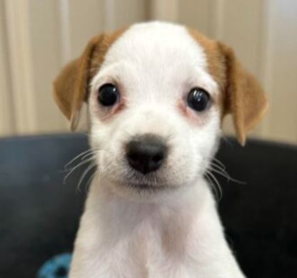 UPDATED – Jack Russell Terrier Puppy For Sale – Dallas Fort Worth Area – Tri Broken Male – Meet Blade