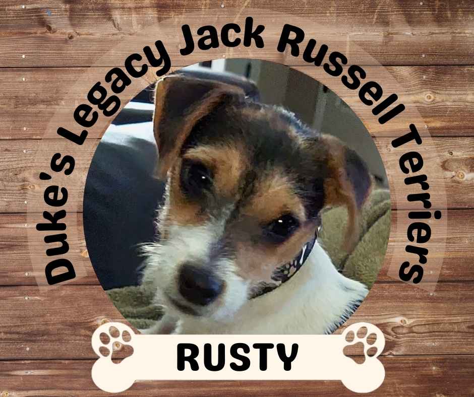 Rusty – Duke’s Legacy Jack Russell Terrier Living In Golden CO United States