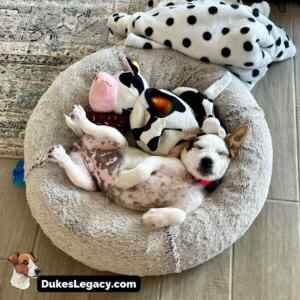 Jack Russell Terrier Puppy In Conroe Texas - Meet Marley