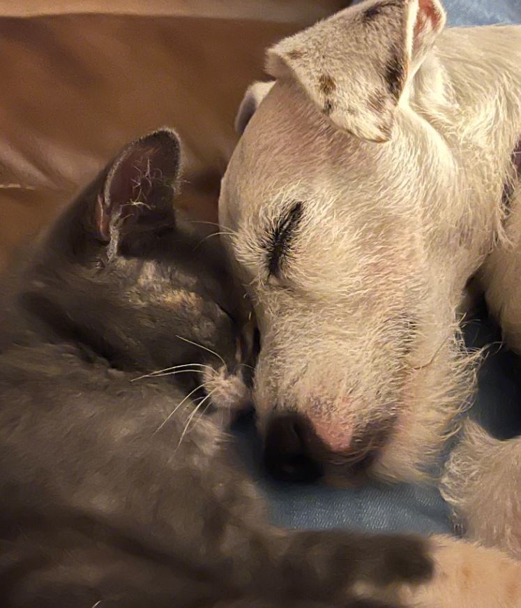 Cute Bailey snuggling a cat. Bailey is a Jack Russell Terrier living in Dayton, Texas