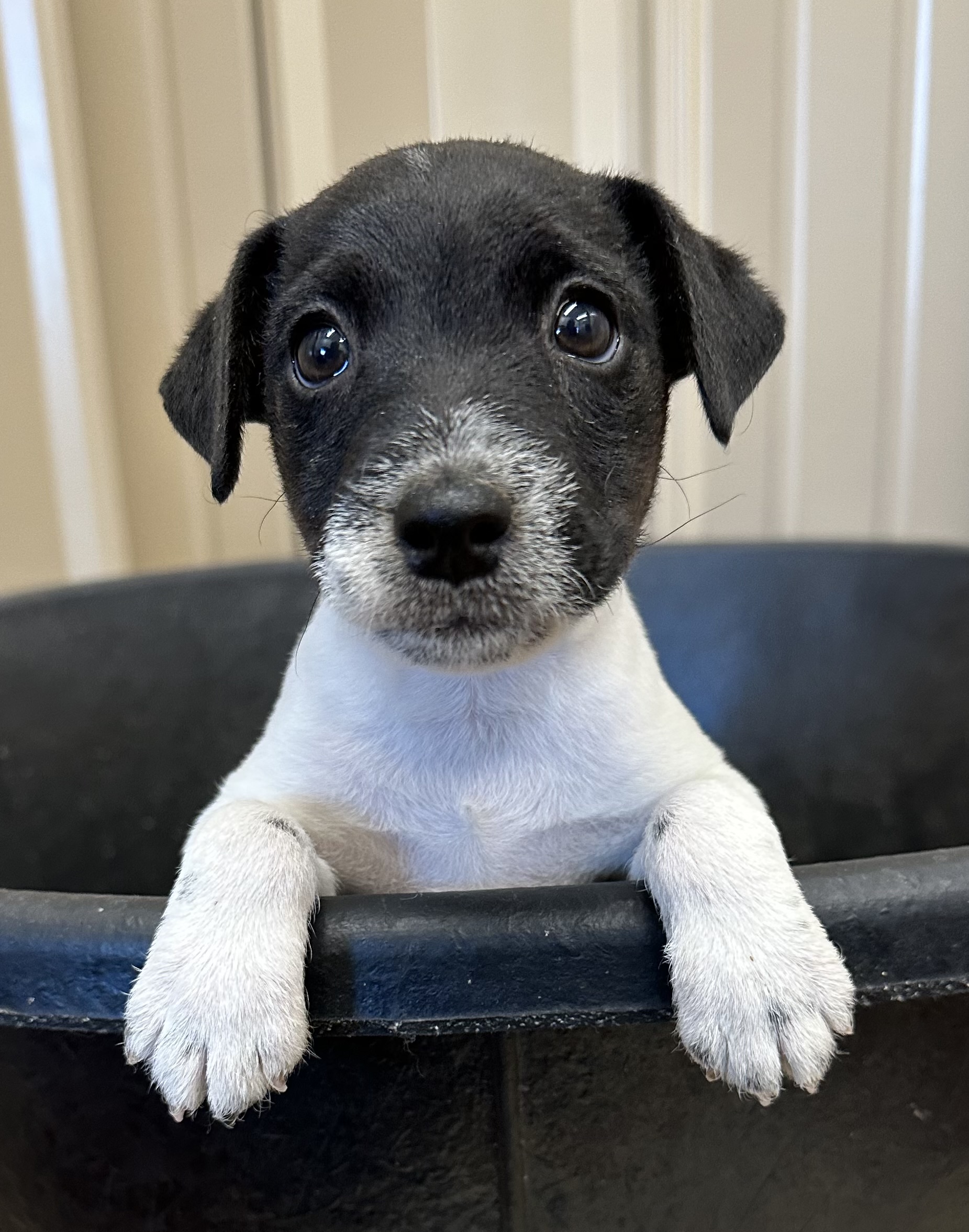 SOLD – Meet Jodie – Female Black & White Broken Coat Female Jack Russell Terrier Puppy For Sale In Texas