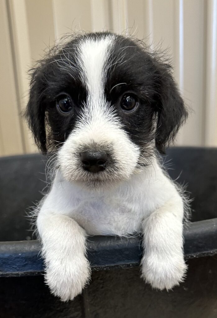 SOLD Cassie Female Black & White Broken Coat Jack Russell Terrier