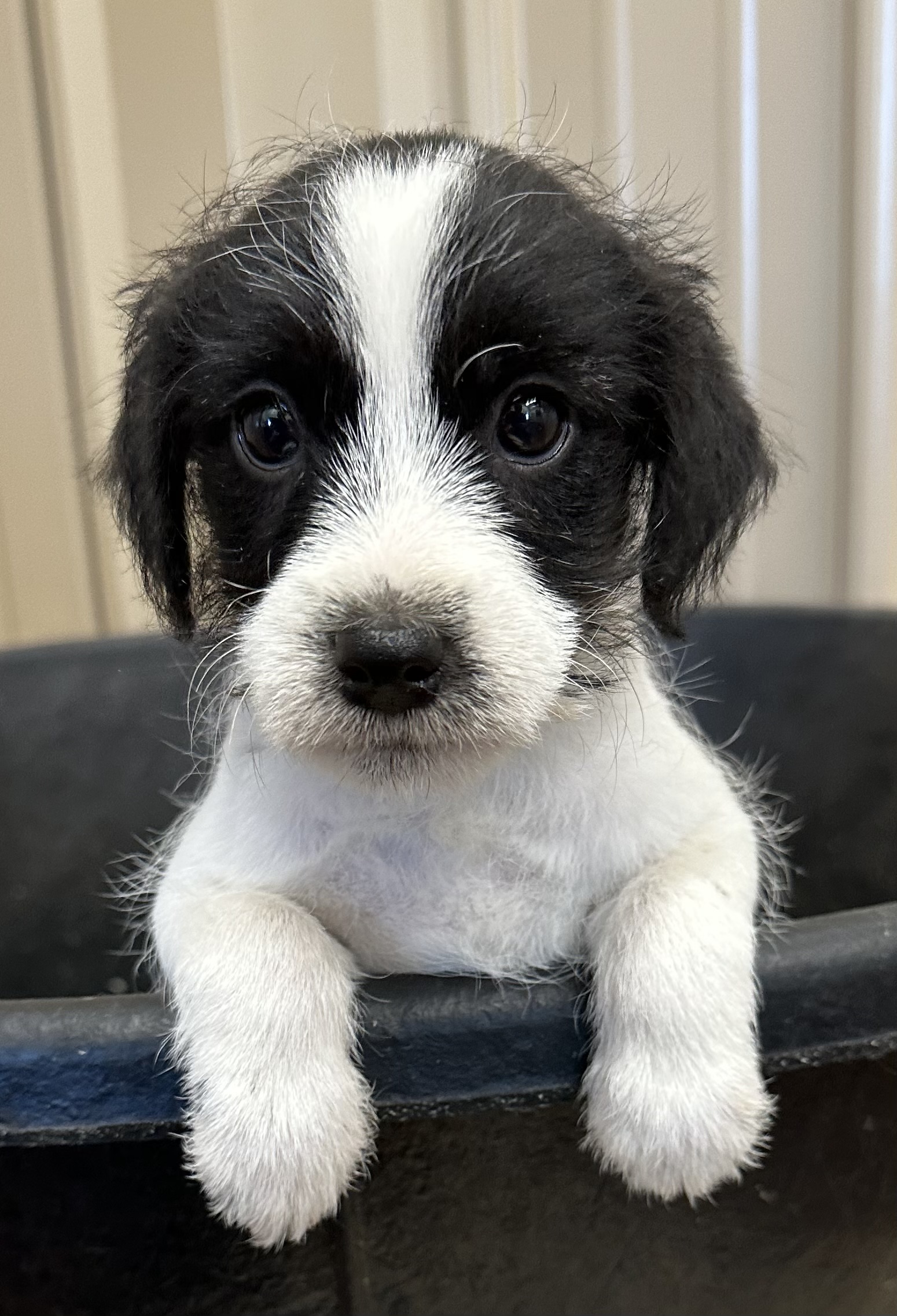 SOLD – Cassie – Female Black & White Broken Coat Jack Russell Terrier Puppy For Sale In Texas