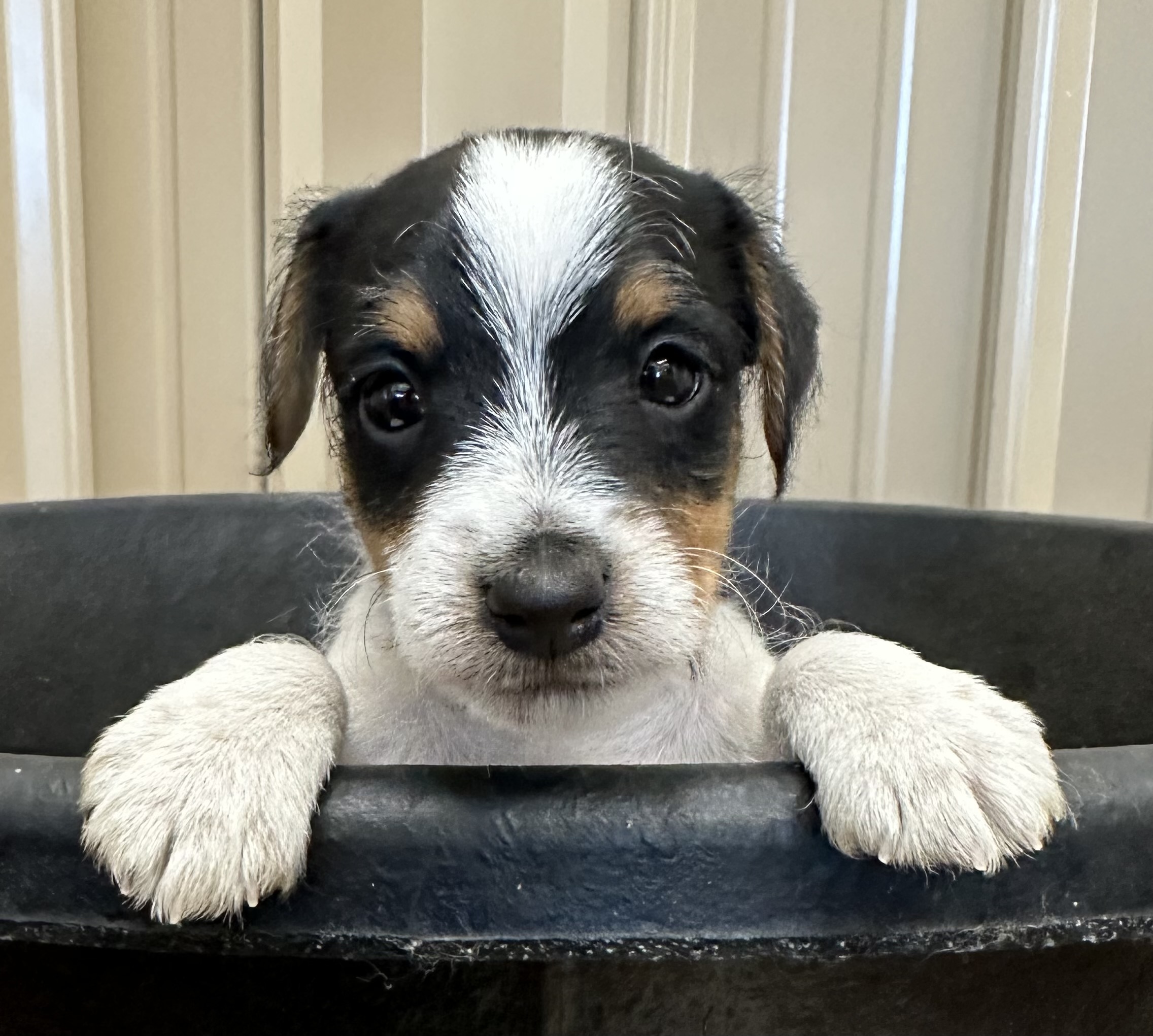 SOLD – Victoria Male 1 – Tri Broken Male Jack Russell Terrier Puppy For Sale