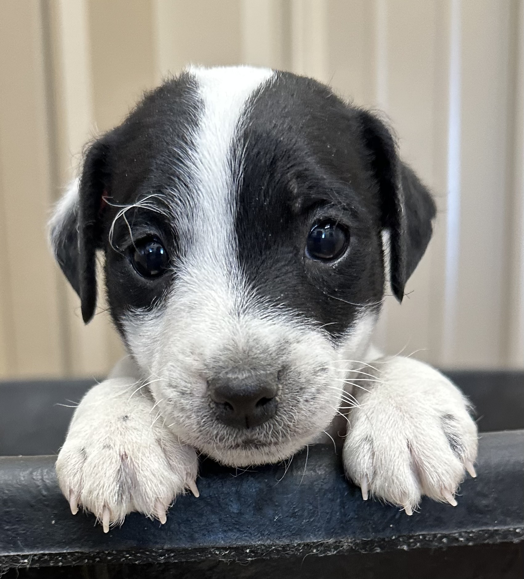 SOLD – Victoria Male 2 – Black & White Broken Male Jack Russell Terrier Puppy For Sale