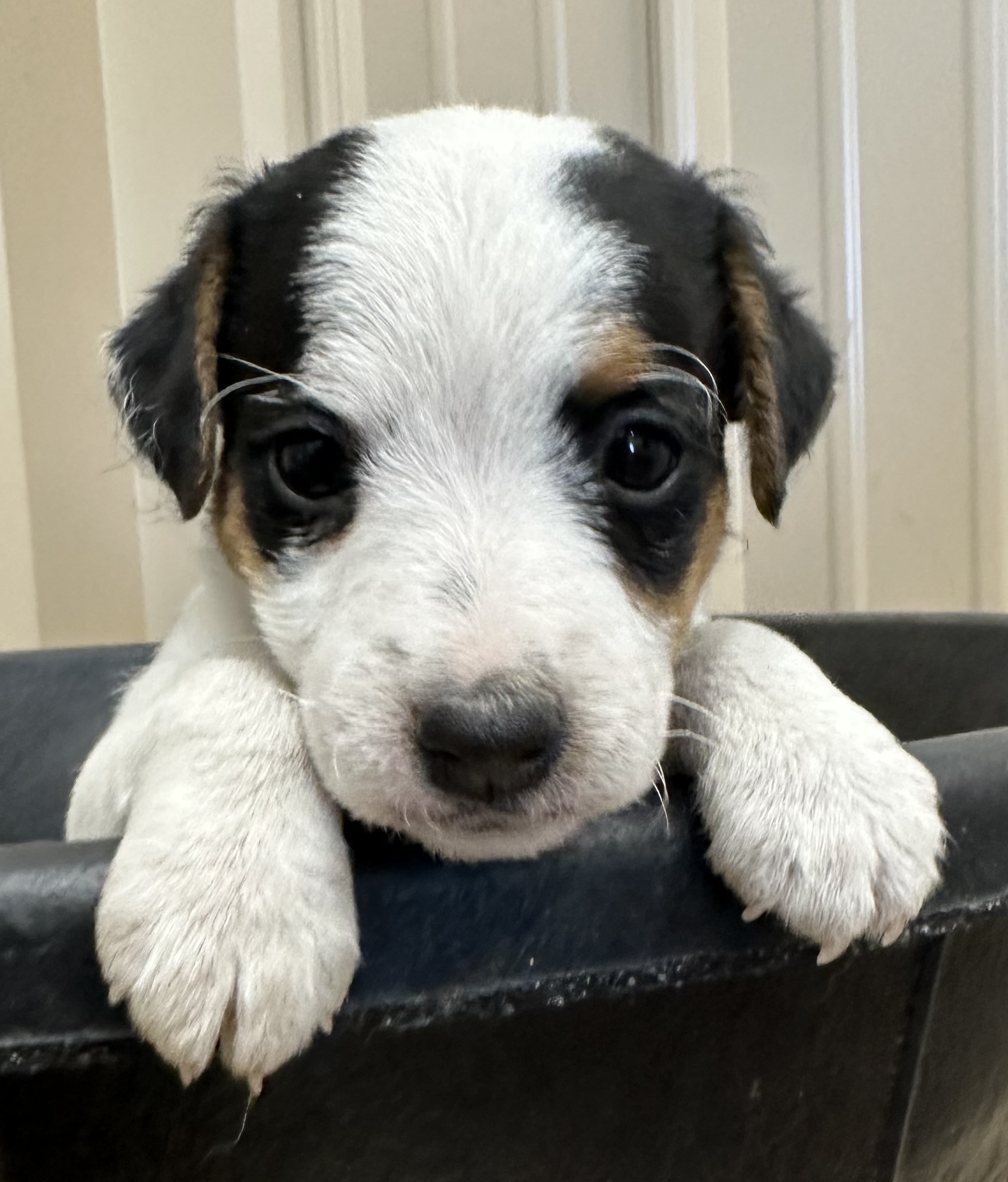 SOLD – Victoria Male 3 – Tri Broken Male Jack Russell Terrier Puppy For Sale
