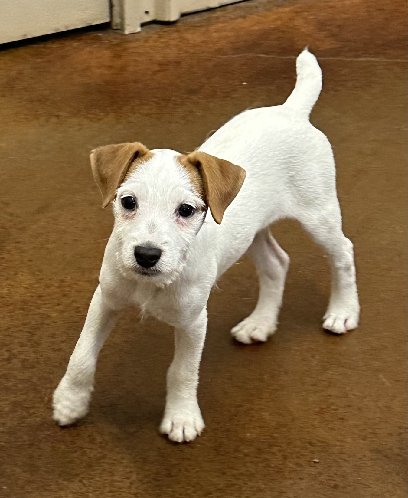 Blade – Tri Smooth Male Jack Russell Terrier Puppy For Sale