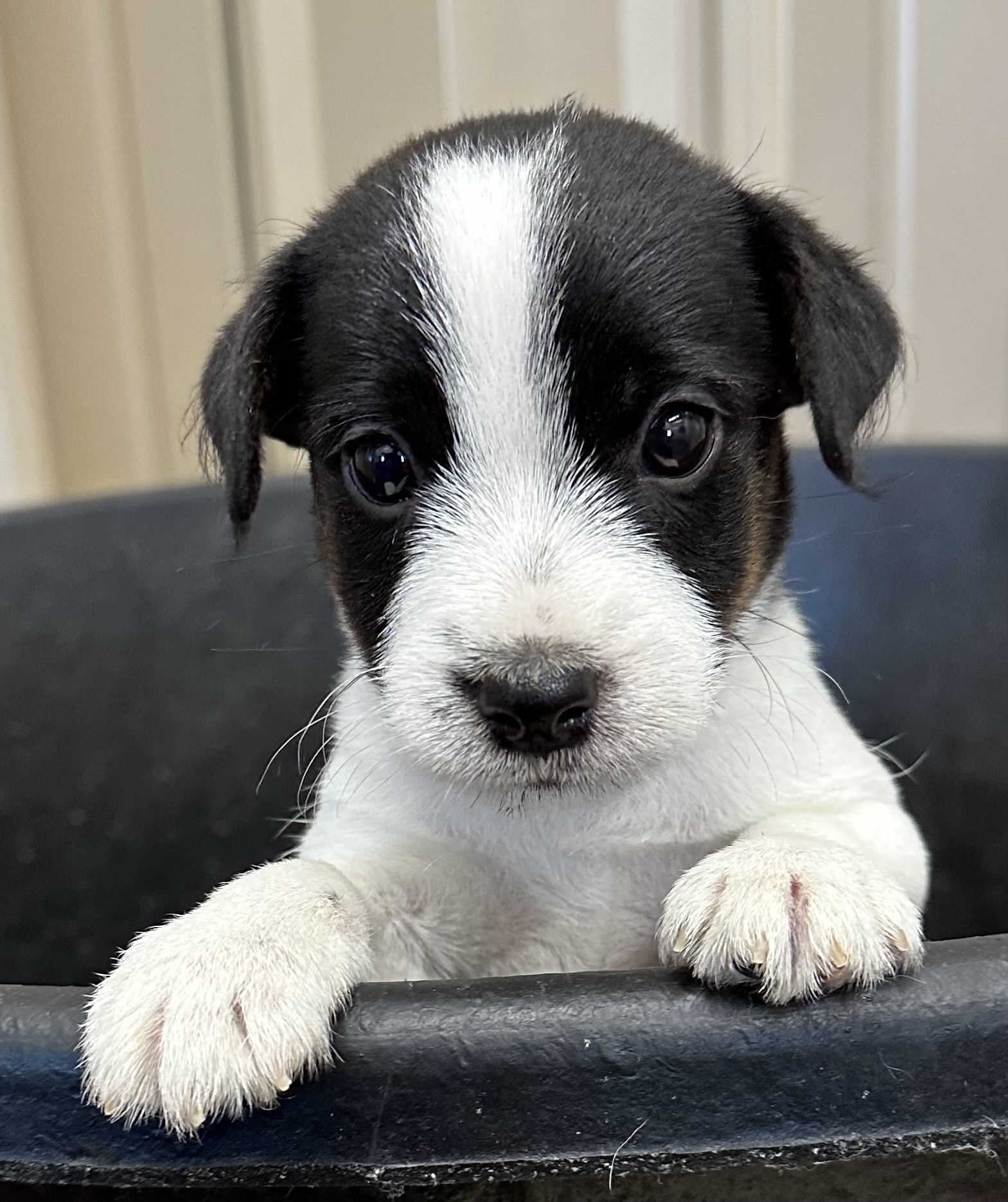 SOLD – Shiloh – Tri Broken Female Jack Russell Terrier Puppy For Sale
