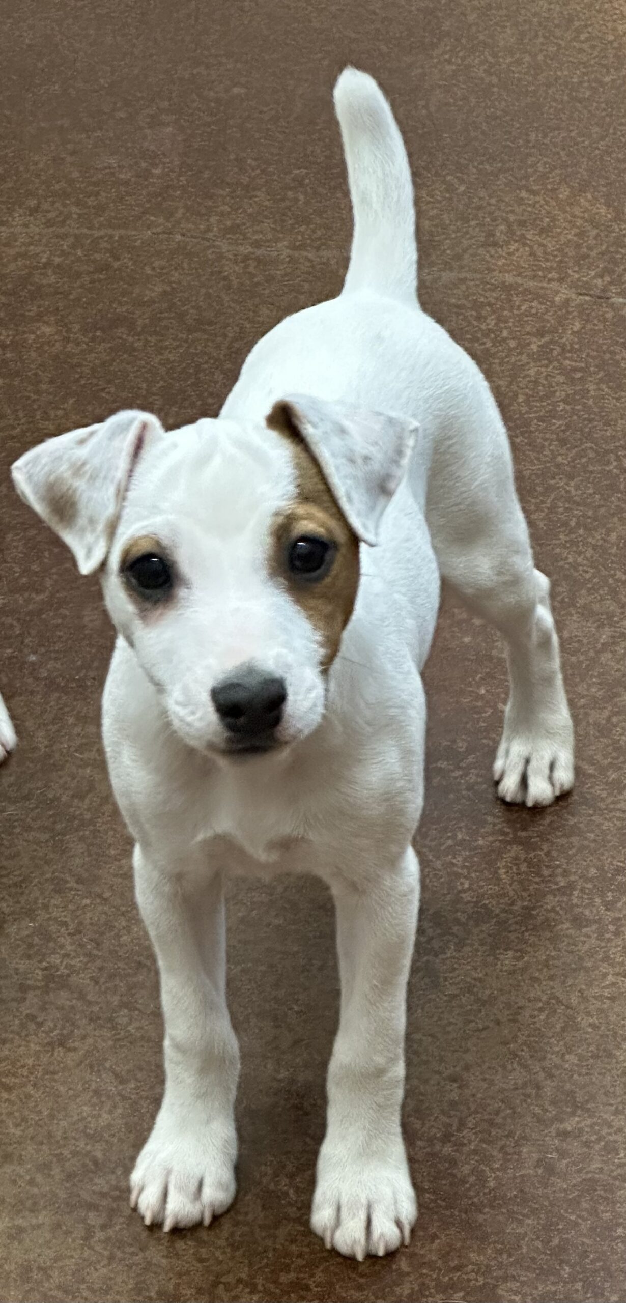 Petey - Tri Smooth Male Jack Russell Terrier Puppy For Sale - Duke's ...