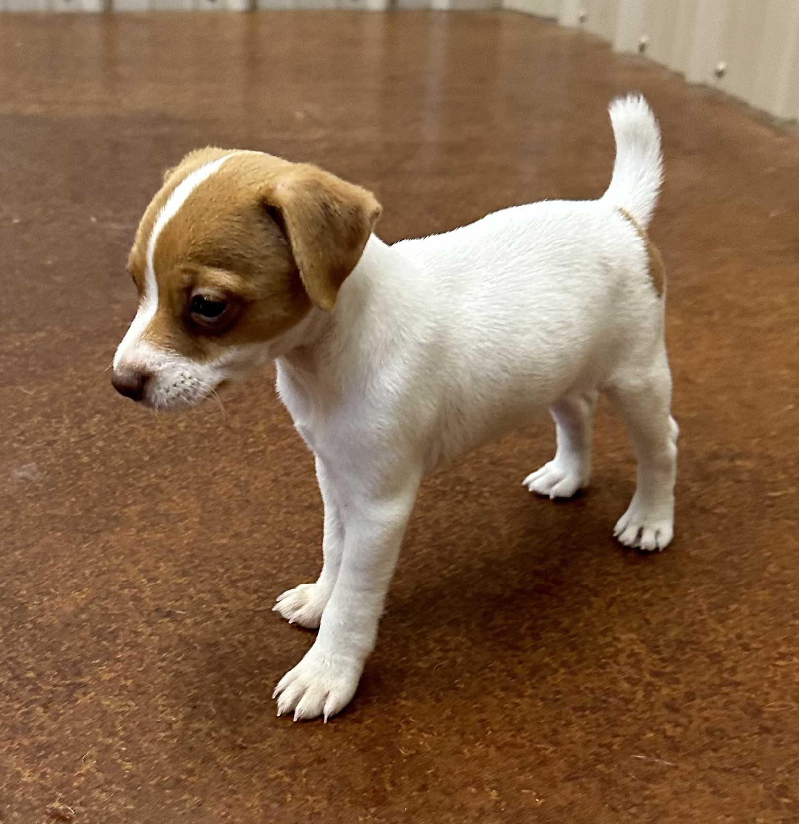 SOLD – Sally Female 1 – Tan & White Smooth Female Jack Russell Terrier Puppy For Sale