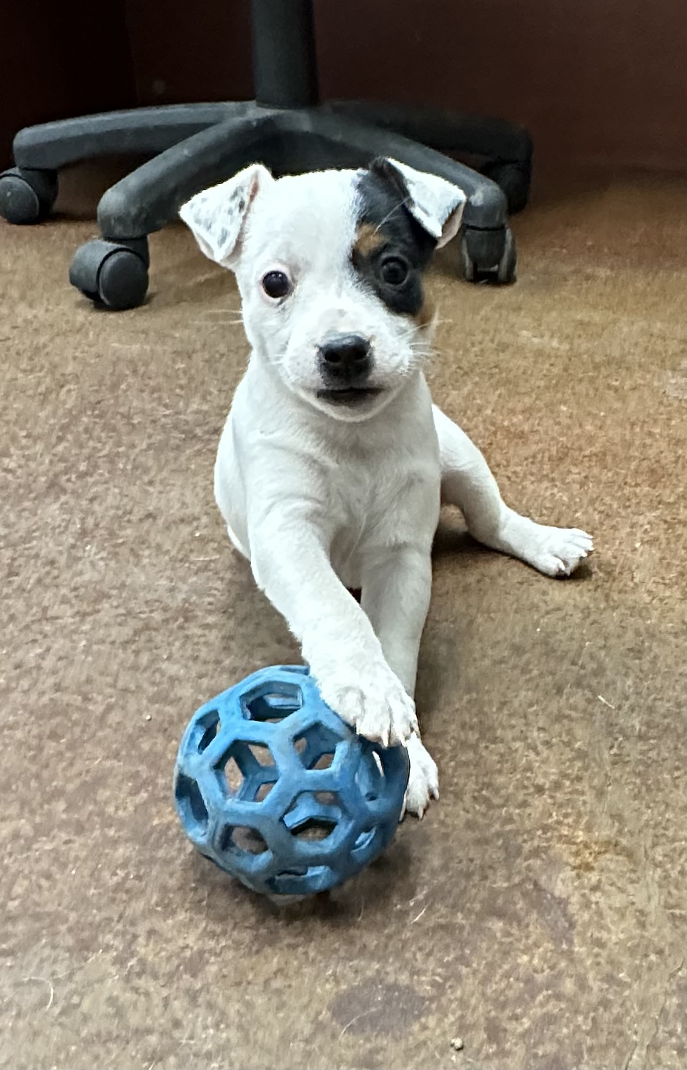 SOLD – Abby Female – Tri Smooth Female Jack Russell Terrier Puppy For Sale