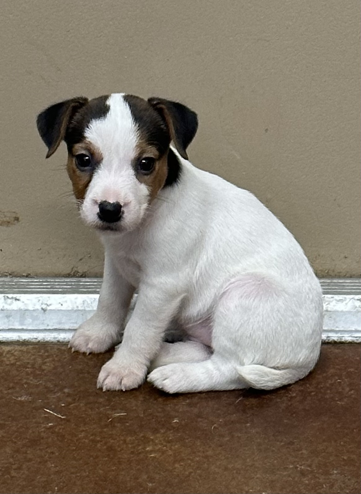 Twitch Female 2 – Tri Broken Female Jack Russell Terrier Puppy For Sale