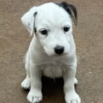 Paris Male 1 - Tri Broken Male Jack Russell Terrier Puppy For Sale 1