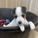 Paris Male 2 - Tri Broken Male Jack Russell Terrier Puppy For Sale 1