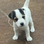Paris Male 2 - Tri Broken Male Jack Russell Terrier Puppy For Sale 2