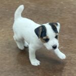 Paris Male 2 - Tri Broken Male Jack Russell Terrier Puppy For Sale 3