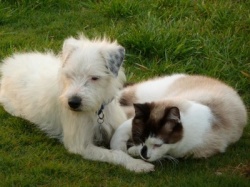 Jack Russell Puppy Pictures 822