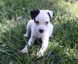 Jack Russell Puppy Pictures 821 Tammy Female #2