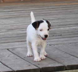 Jack Russell Puppy Pictures 820 Hines Hill Tasha X Hines Hill Dylan Male #3
