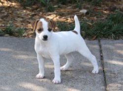 Jack Russell Puppy Pictures 819 Hines Hill Tasha X Hines Hill Dylan Female