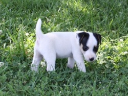 Jack Russell Puppy Pictures 825 Hines Hill Bailey X Hines Hill Dylan Male #3