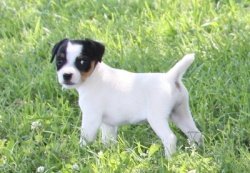 Jack Russell Puppy Pictures 826 Dukes Legacy Tammy X Dukes Legacy Bruno Female #1