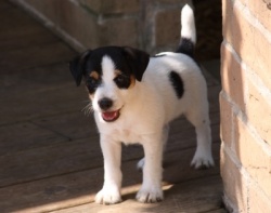 Jack Russell Puppy Pictures 827 Dukes Legacy Betsy X Day Dream Logan