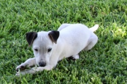 Jack Russell Puppy Pictures 816 Hines Hill Bailey X Hines Hill Dylan Male