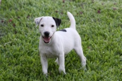 Jack Russell Puppy Pictures 805 Hines Hill Bailey X Hines Hill Dylan Male