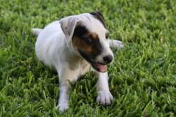 Jack Russell Puppy Pictures 828 Hines Hill Bailey  X Hines Hill Dylan Female #1