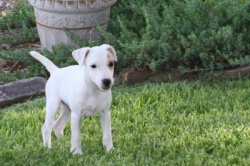 Jack Russell Puppy Pictures 829 Dukes Legacy Betsy X Day Dream Logan Female #1