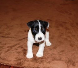 Jack Russell Puppy Pictures 831 Hines Hill Breanna X Day Dream Logan male 1