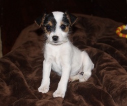 Jack Russell Puppy Pictures 832 Seagull Roxy X Day Dream Humphrey female 1